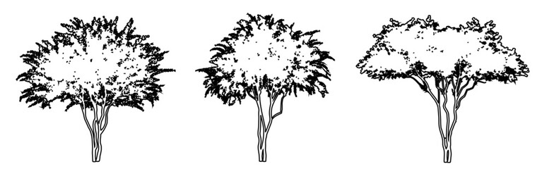 Set or collection of Crape Myrtle trees as a black line drawing silhouette on white background. Concept or conceptual vector for nature, planet, ecology conservation, strength, endurance and  beauty