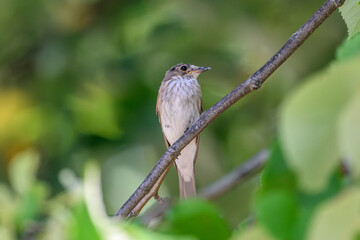 Spotted flycatcher on tree branch in green forest