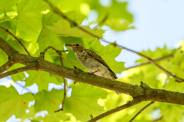 Spotted flycatcher on tree branch in green forest