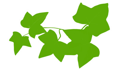 Large Green Ivy Leaves Cluster for Clean Minimal Botanical Designs