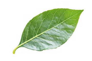 Detailed green leaf close-up with visible veins perfect for botanical illustrations and design elements isolated on transparent background