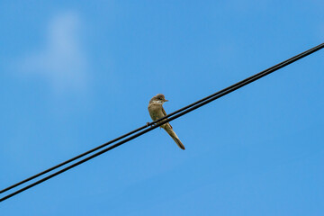 common whiterthroat on a wire against blue sky