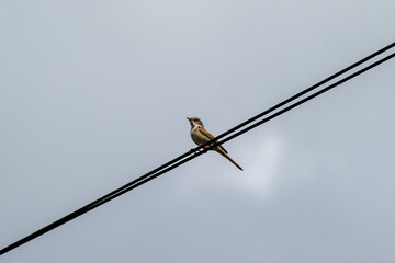 common whiterthroat on a wire against blue sky