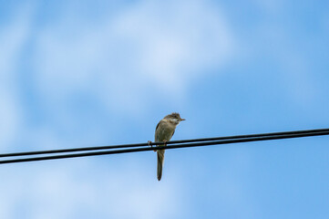common whiterthroat on a wire against blue sky