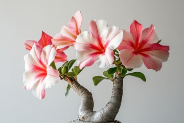Desert Rose Blossom Striking Pink and White Flower Portrait Exotic Plant Beauty Floral Art Bloom
