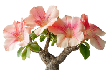Exquisite Desert Rose Blooms Pink Flowers Floral Art Houseplant Exotic Beauty Blossom Detailed