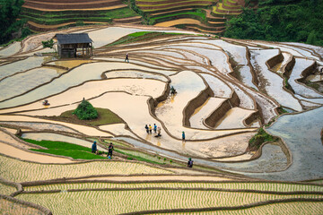 Hmong farmers prepare their fields and plant rice on terraced fields in Mu Cang Chai, Yen Bai....