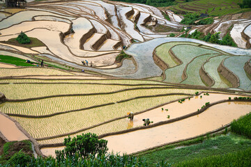 Hmong farmers prepare their fields and plant rice on terraced fields in Mu Cang Chai, Yen Bai....