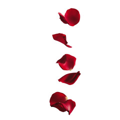 Falling red rose petals in vertical motion