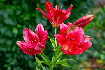red flowers of lilium Tarrango with raindrops