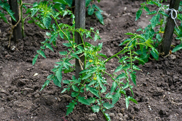 tomato seedling growing in a greenhouse