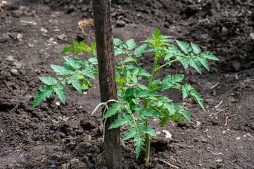 tomato seedling growing in a greenhouse