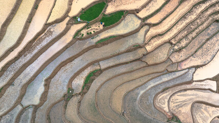 Hmong farmers prepare their fields and plant rice on terraced fields in Mu Cang Chai, Yen Bai....