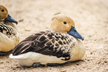 Close-up of a resting duck with patterned feathers and blue beak, sitting calmly on sandy ground beside another duck