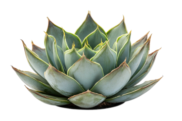 Elegant Echeveria Succulent Captivating Blue Leaves Rosette Beauty Indoor Plant Nature Photography
