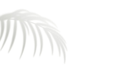 Palm leaf shadow isolated on white background. Gray realistic blurred tropical leaves. Design element for summer banner, flyer, poster, mockup. Natural shadows overlay effect. Vector illustration