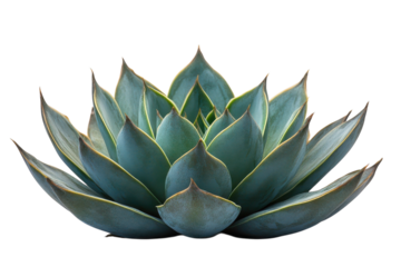 Elegant Echeveria A Botanical Study of Succulent Perfection in Vivid Detail Nature s Masterpiece 100