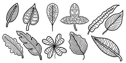 Hand drawn doodle style botanical leaf vector collection. Various hand sketch leaf vectors nature inspired leaf vector elements