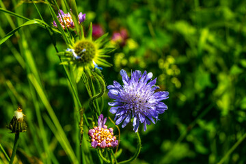 Blue purple cornflower in lush green meadow in Tyrol Austria.