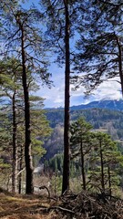 Obraz premium Mountain view framed by forest trees on a peaceful day