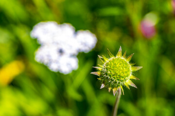 Flower meadow with many different white green and yellow flowers.
