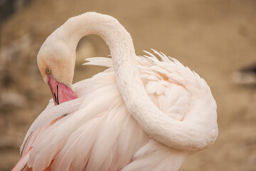 Close-up of a pale pink flamingo preening its feathers with its curved neck and beak, displaying soft textures and graceful movement