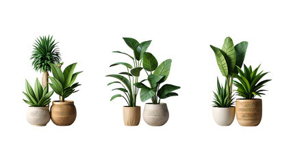 Obraz premium Indoor Plants Stylish Potted Plants for Home Decor