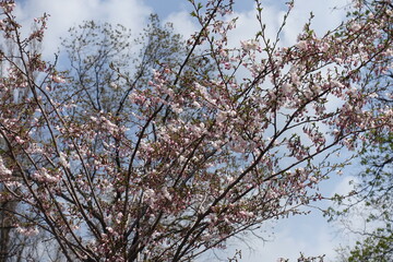 Half open flowers and buds of sakura Accolade in April