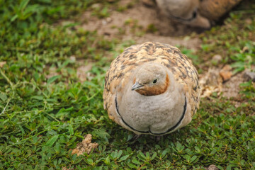 Close-up of a sandgrouse bird with speckled feathers sitting on green grass in a natural environment