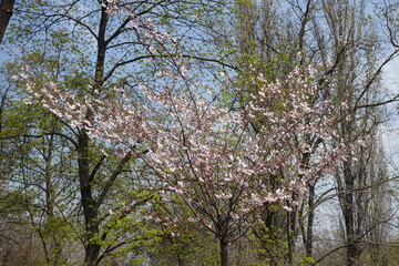 Opening flowers and buds of sakura Accolade in April