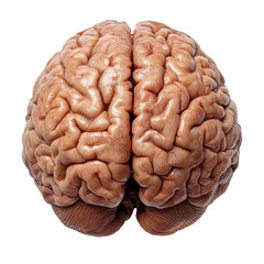 Human brain isolated on transparent background
