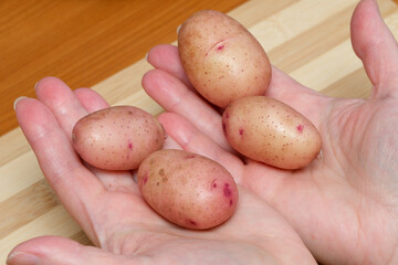 Freshly harvested potatoes in hands on a wooden countertop