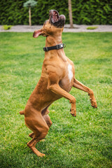 Energetic Boxer dog jumps high with mouth wide open, eagerly reaching up during playtime on green...