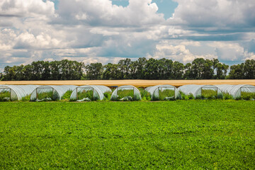 Row of plastic greenhouses in a lush green field with golden wheat and a tree line in the distance under a dramatic summer sky