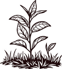 Hand drawn botanical plant sketch with leaves and grass in vintage engraved illustration