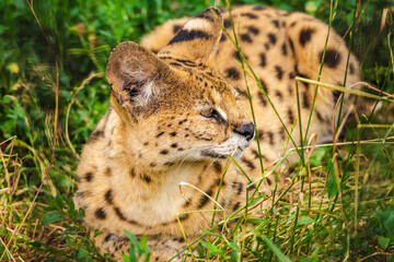 African serval cat lying in tall grass, showing its golden fur with dark spots and alert expression in natural surroundings