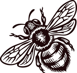 Obraz premium Hand drawn bee illustration with bold wings and detailed body in vintage engraved