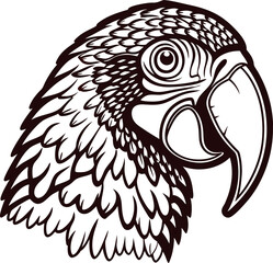 Obraz premium Hand drawn illustration of parrot head in vintage engraved with detailed feathers and curved beak