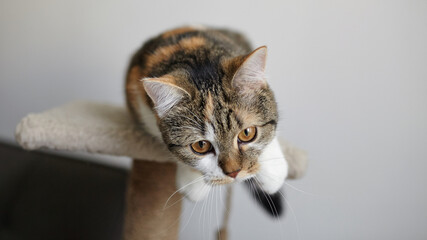Calico cat with soft fur and amber eyes lies stretched forward on a cat tree platform, gazing...