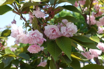 Close shot of double pink flowers of Kanzan sakura in mid May
