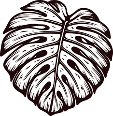 Obraz premium Hand drawn monstera leaf illustration in vintage engraving style, detailed tropical foliage isolated on white background