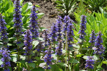Multiple purple flowers of Ajuga reptans in mid May