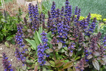 Numerous purple flowers of Ajuga reptans in mid May