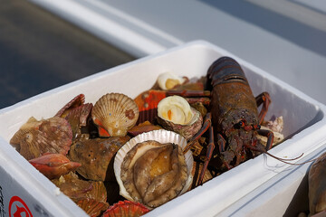 A close-up shot showcasing a variety of freshly caught seafood, including a large lobster, scallops, and other shellfish, packed together in a white crate