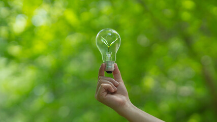 Green tree growing with light bulb with sunlight in nature. Energy saving and environment concept....