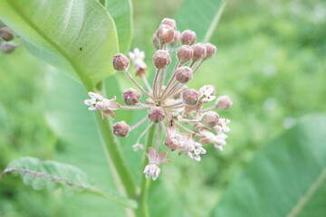 Milkweed bloom close up