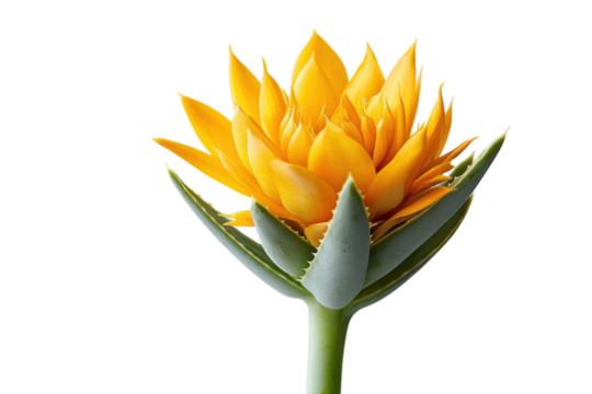 Radiant Yellow Flower Bloom Close Up Photography Floral Beauty Summer Blossom Nature Plant Art Bloom