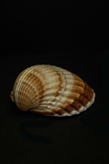 Shell
