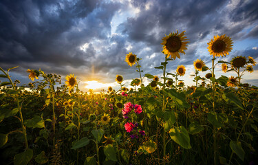 Fototapety na wymiar - Fototapeta24.pl