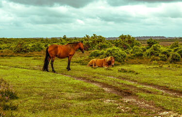 horses in the field